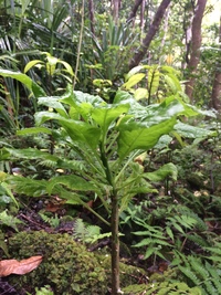 Delissea rhytidosperma