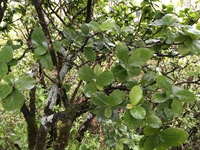 Hibiscus kokio subsp. kokio