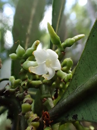 Ochrosia kauaiensis