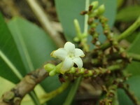 Ochrosia kauaiensis