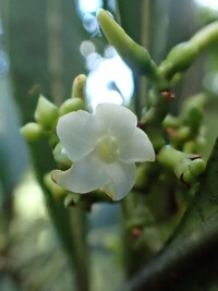Ochrosia kauaiensis