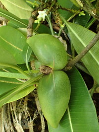 Ochrosia kauaiensis