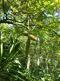 Ochrosia kauaiensis