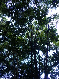 Ochrosia kauaiensis