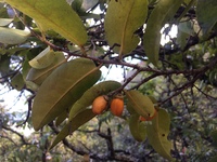 Diospyros sandwicensis
