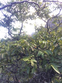 Diospyros sandwicensis