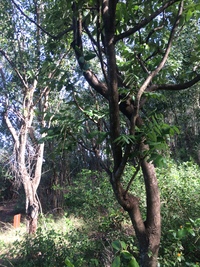 Polyscias lallanii