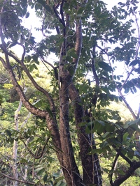 Polyscias lallanii