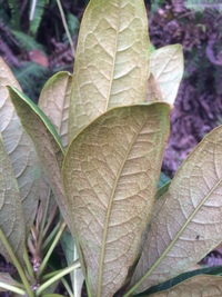 Pittosporum kauaiense