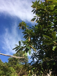 Pittosporum kauaiense