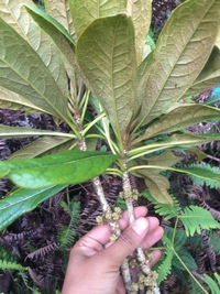 Pittosporum kauaiense
