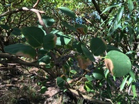 Erythrina sandwicensis