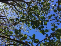 Erythrina sandwicensis