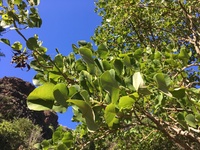 Erythrina sandwicensis