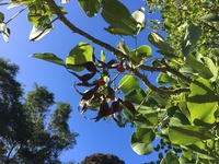 Erythrina sandwicensis