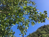 Erythrina sandwicensis