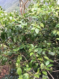 Psydrax odorata