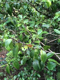 Psydrax odorata