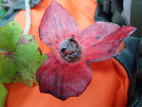 Kokia kauaiensis