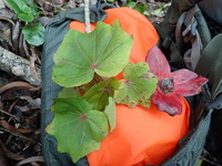 Kokia kauaiensis