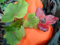 Kokia kauaiensis