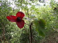 Kokia kauaiensis