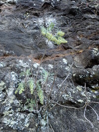 Artemisia australis
