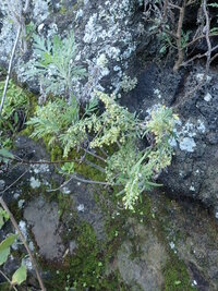 Artemisia australis