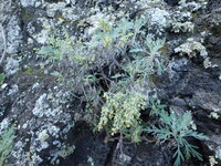 Artemisia australis