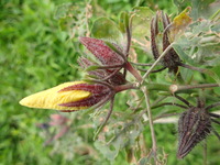 Hibiscus brackenridgei subsp. brackenridgei