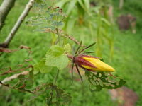Hibiscus brackenridgei subsp. brackenridgei