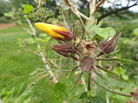 Hibiscus brackenridgei subsp. brackenridgei