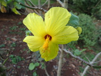 Hibiscus brackenridgei subsp. brackenridgei