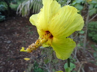 Hibiscus brackenridgei subsp. brackenridgei