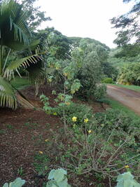 Hibiscus brackenridgei subsp. brackenridgei