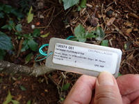 Delissea rhytidosperma