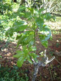 Delissea rhytidosperma