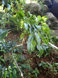 Delissea rhytidosperma