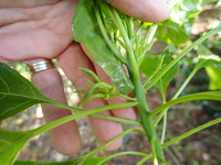 Delissea rhytidosperma