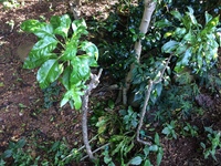 Delissea rhytidosperma