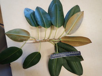 Ficus macrophylla