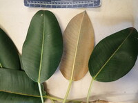 Ficus macrophylla