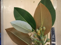 Ficus macrophylla