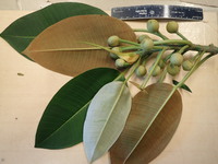 Ficus macrophylla