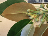 Ficus macrophylla