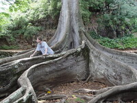 Ficus macrophylla