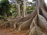 Ficus macrophylla