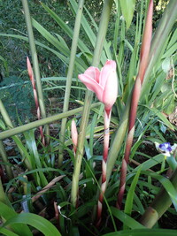 Etlingera elatior