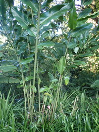Etlingera elatior