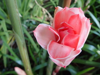 Etlingera elatior